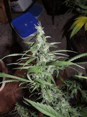 Moonshine haze (Rare Dankness) phéno n°6