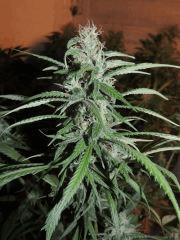 Moonshine haze (Rare Dankness) phéno n°6