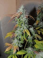 Scoot's OG (phéno n°3)