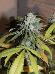 Scoot's OG (phéno n°2)