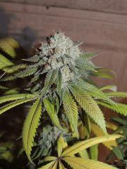 Scoot's OG (phéno n°2)
