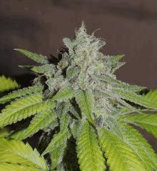 Scoot's OG (phéno n°6)