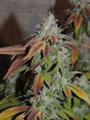 Scoot's OG (phéno n°3)