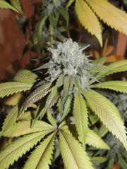 Scoot's OG (phéno n°2)