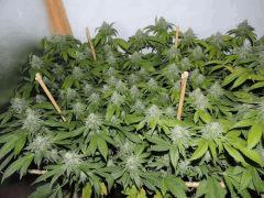 Scott's OG phéno n°6 (scrog n°1)