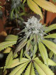 Scoot's OG (phéno n°2)