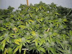 Scott's OG phéno n°6 (scrog n°2)