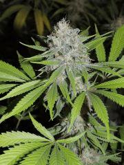 Moonshine haze (Rare Dankness) phéno n°5