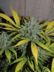 UK Cheese