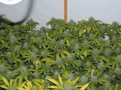 Partie scrog