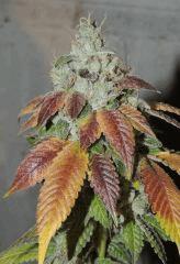 Scoot's OG (phéno n°3)