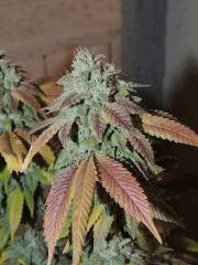 Scoot's OG (phéno n°3)