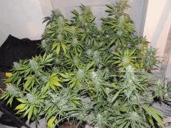 Moonshine Family