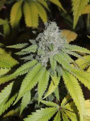 Scoot's OG (phéno n°6)