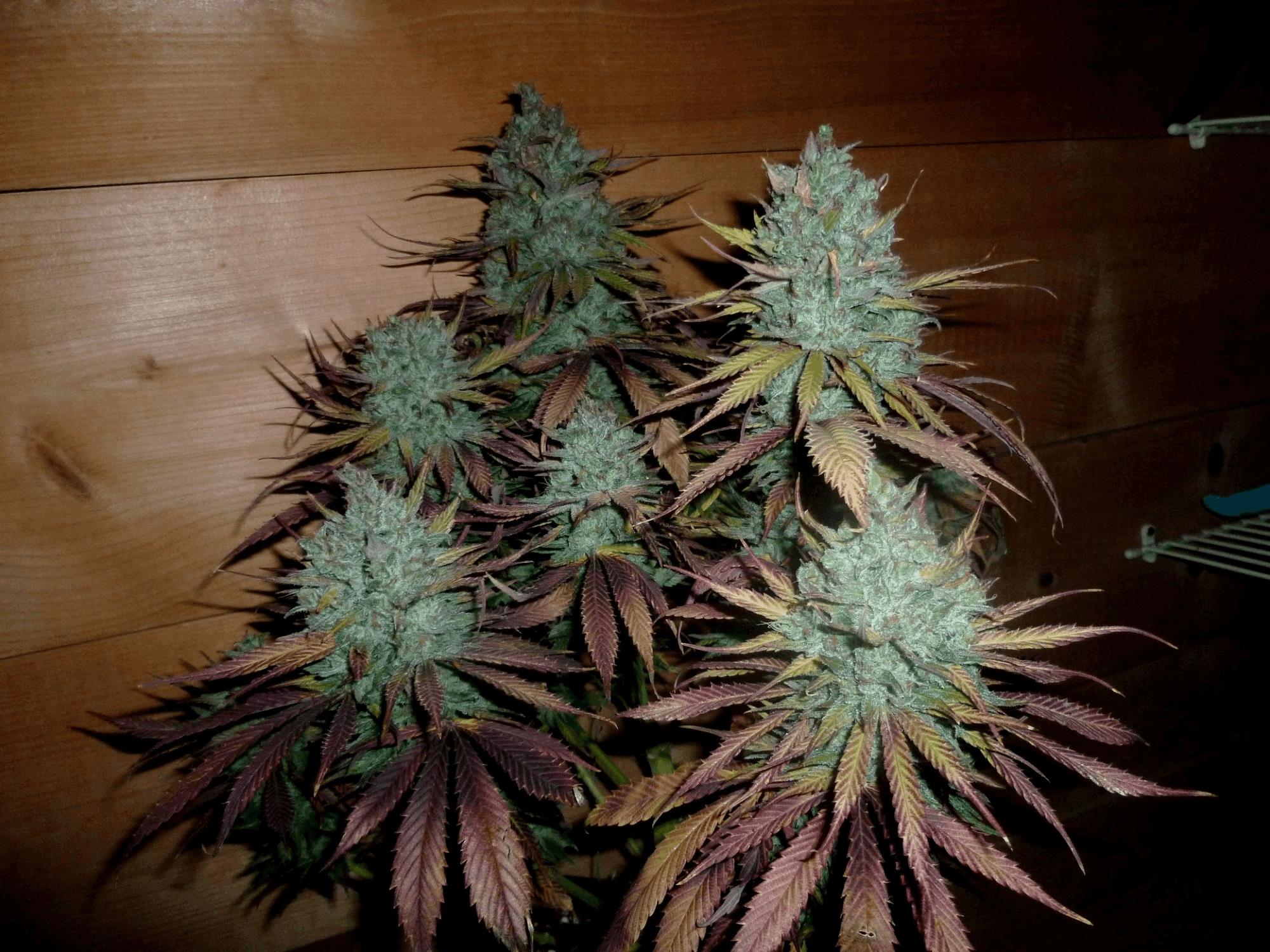 Indoor