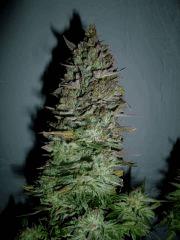 Purple Orange CBD Dinafem