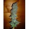 Critical Mass CBD [Dinafem]