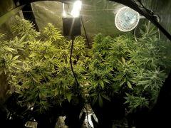 sleestack x skunk #1 + cross maison