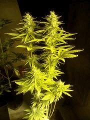 IMG 20160314 205328