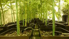 LINEAGE GENETICS FLO+24