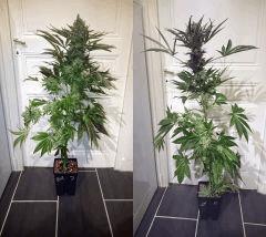 BLACK ZOMBIE #7 ET WHITE WIDOW #8