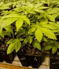 WHITE WIDOW FLO+8