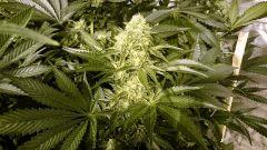 WHITE WIDOW FLO+55 environ