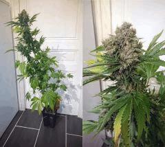WHITE WIDOW #10