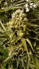 WHITE WIDOW FLO+73