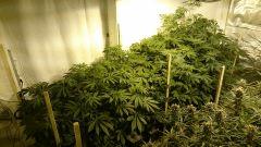LINEAGE GENETICS FLO+24