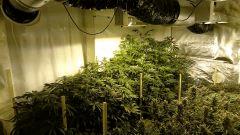 LINEAGE GENETICS FLO+32