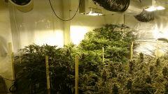 LINEAGE GENETICS FLO+41