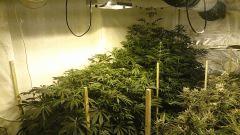 LINEAGE GENETICS FLO+32