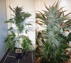 BLACK ZOMBIE #9