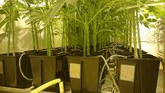 LINEAGE GENETICS FLO+24