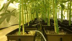 LINEAGE GENETICS FLO+24