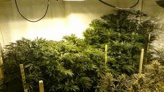 LINEAGE GENETICS FLO+41