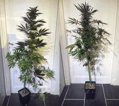 OSB#3 et OSB#6