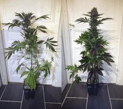 BLACK ZOMBIE #1 et #2
