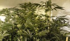 LINEAGE GENETICS FLO+41