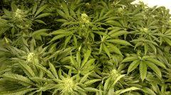 LINEAGE GENETICS FLO+41
