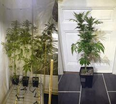 SPANISH CHEESE #7, OSB #5 et #1, VANILLA KUSH