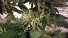 BLACK ZOMBIE #1
