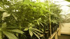 LINEAGE GENETICS FLO+24
