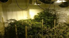 LINEAGE GENETICS FLO+32