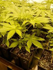 ORANGE STRAWBERRY BANANA FLO+8