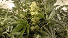 WHITE WIDOW FLO+55 environ