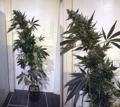 ORANGE STRAWBERRY BANANA #4