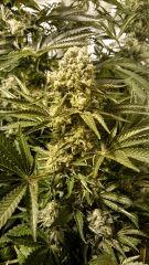 WHITE WIDOW FLO+73
