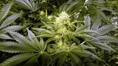 WHITE WIDOW FLO+41